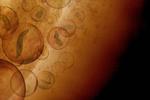 Could acid-neutralizing life-forms make habitable pockets in Venus’ clouds?