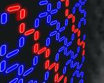 ‘Frustrated’ nanomagnets order themselves through disorder
