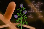 Scientists identify a plant molecule that sops up iron-rich heme
