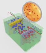 Anode Models for Green Hydrogen Production